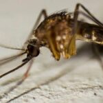 Disminuyen 55 por ciento las defunciones por dengue en México durante 2025