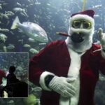 Santa buzo del Aquarium de Veracruz: estos son los únicos días para verlo