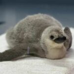 ¡León hace historia! Nace el primer pingüino barbijo bajo cuidado humano profesional en Latinoamérica