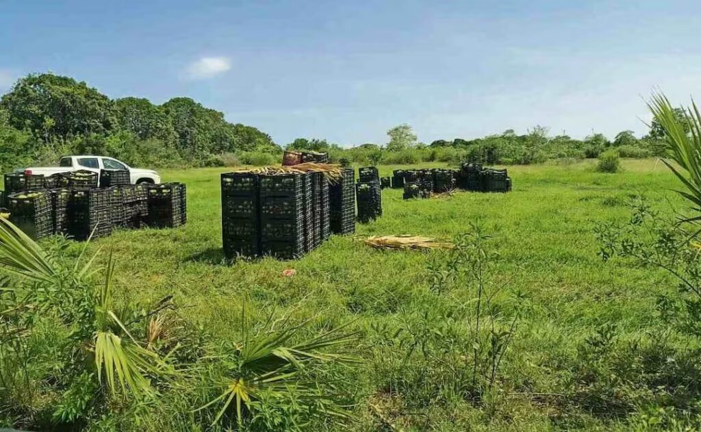 WhatsApp Image 2026-01-12 at 09.04.18