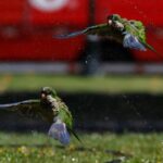 México recibe de EE.UU. 11 loros de frente blanca