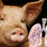 España alerta a la OMS por posible transmisión de gripe porcina entre humanos