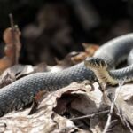 Fallecen tres estudiantes tras ataque de una serpiente en internado de India