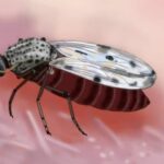 Muere en Francia un hombre infectado con el virus shamonda